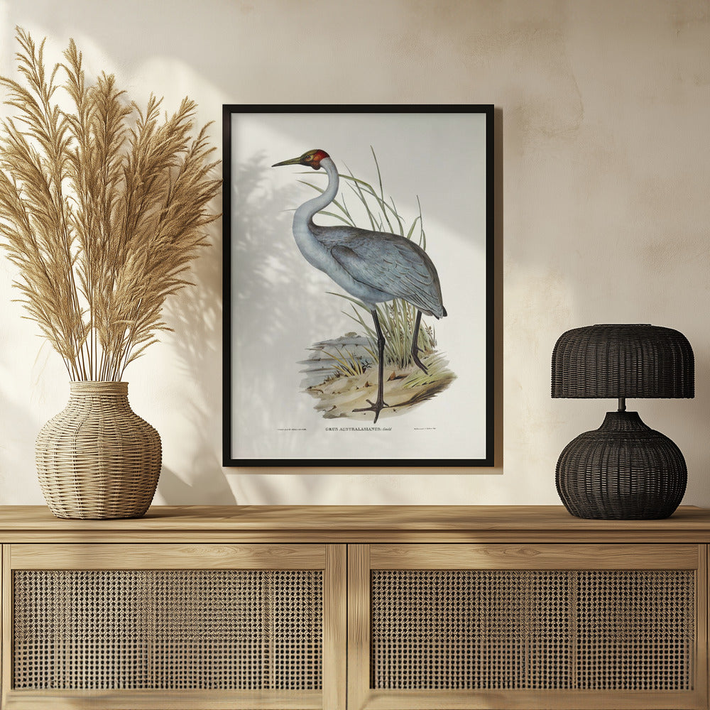 Australian Crane Poster