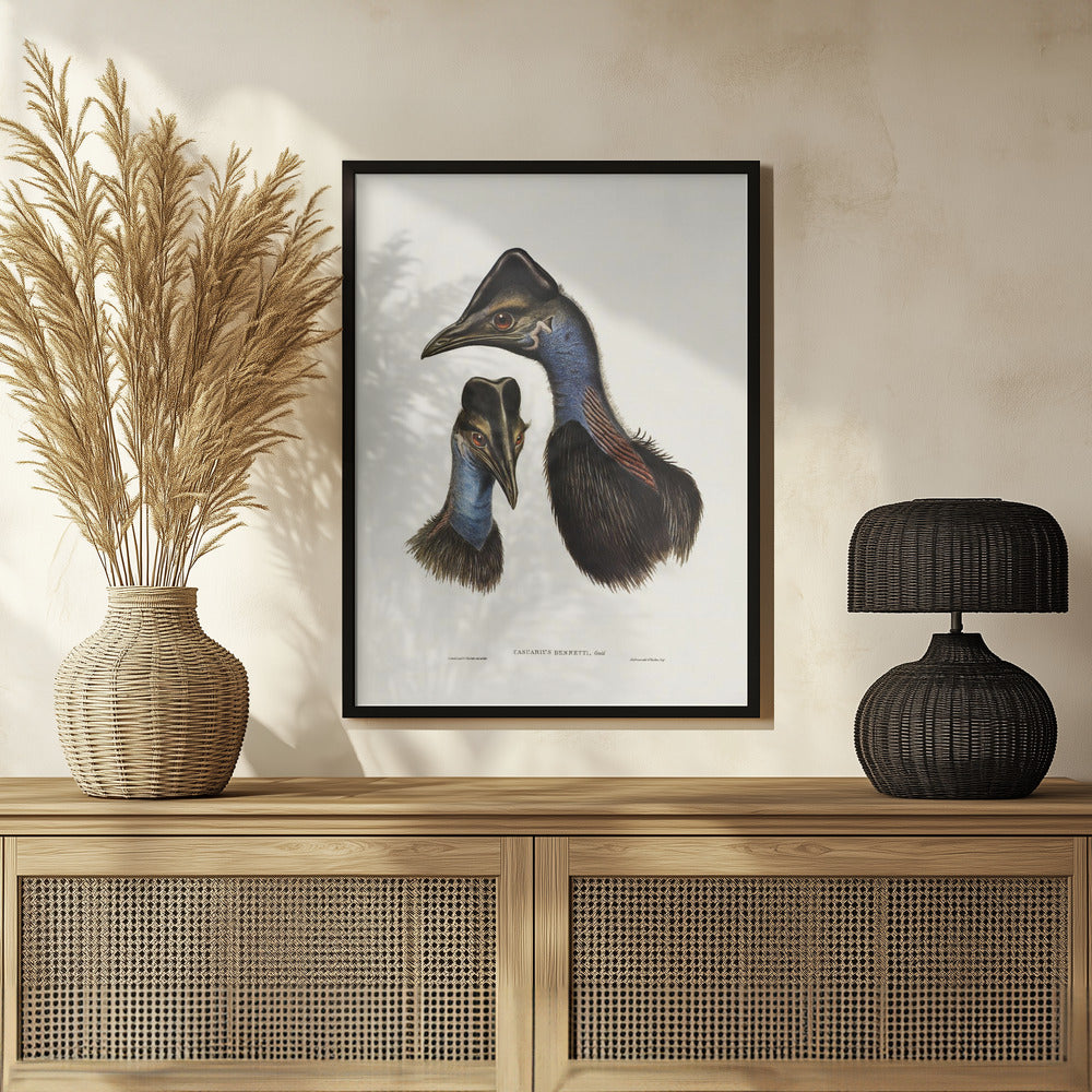 Bennett&#039;s Cassowary Blue Poster