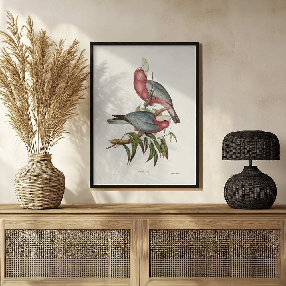 Cacatua Eos Poster