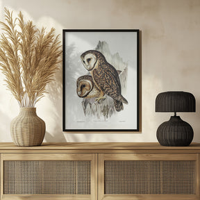 Chestnut Faced Owl Poster