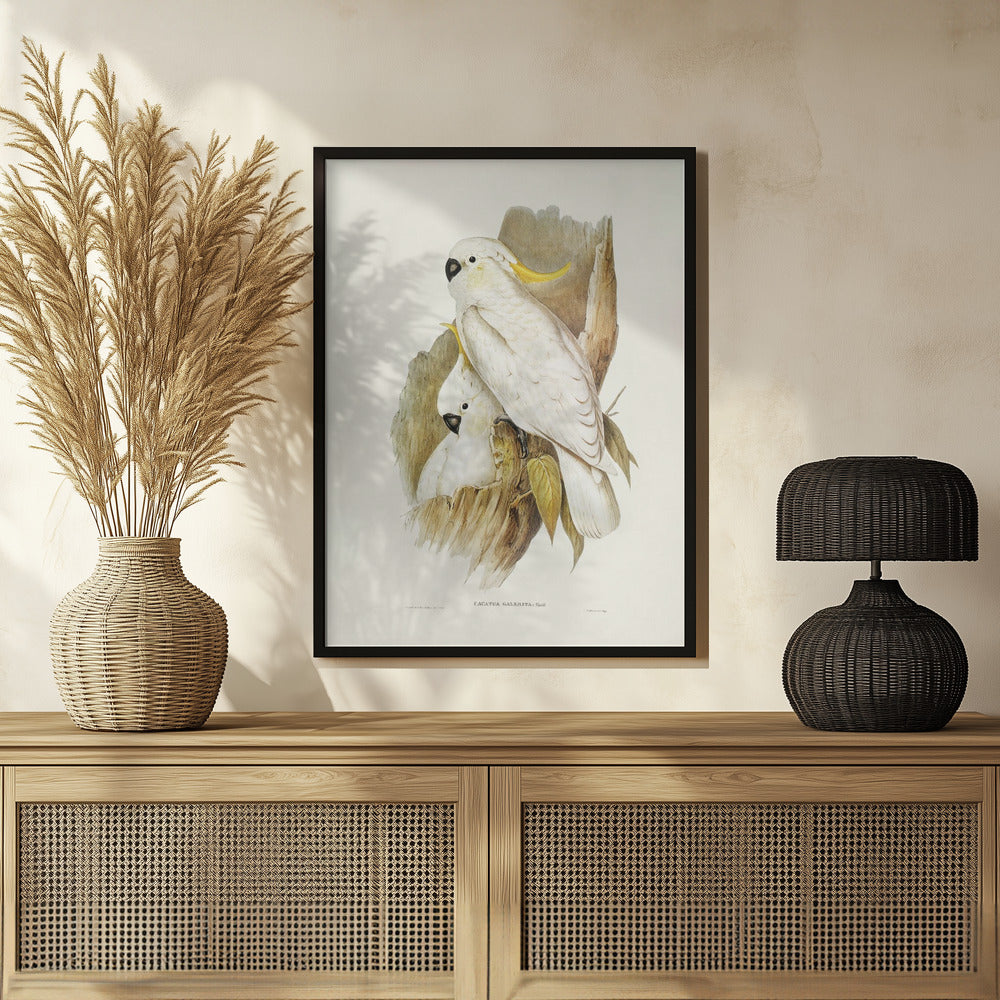 Crested Cockatoo Poster