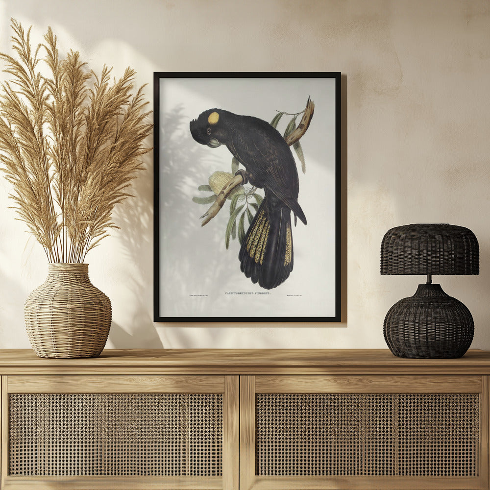 Funereal Cockatoo Poster