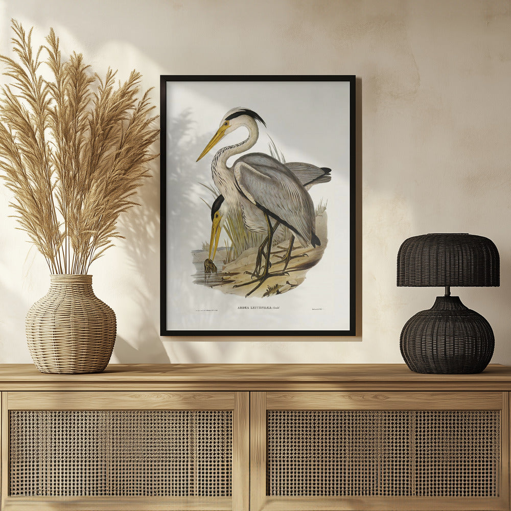 Great Grey Heron Poster