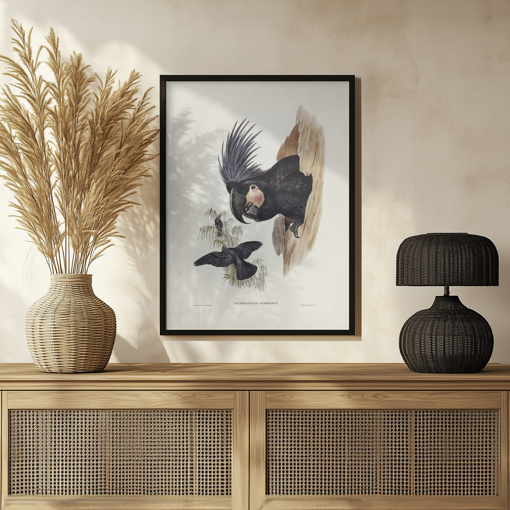 Great Palm Cockatoo Poster