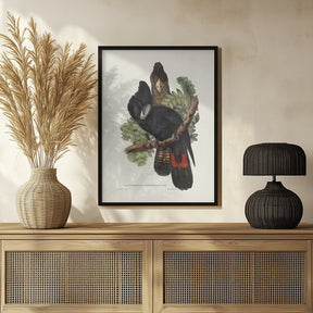 Great Billed Black Cockatoo Poster