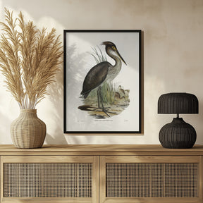 Great Billed Heron Poster