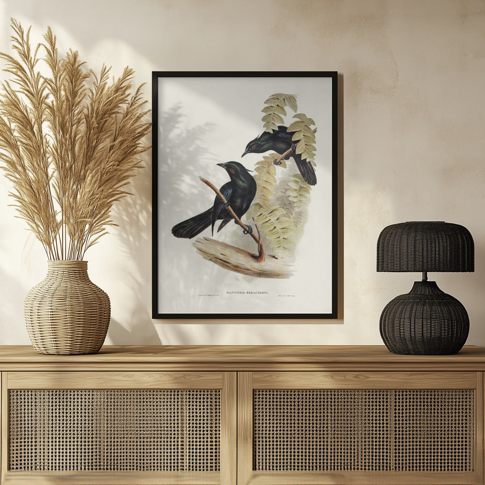 Keraudren&#039;s Crow Shrike Poster