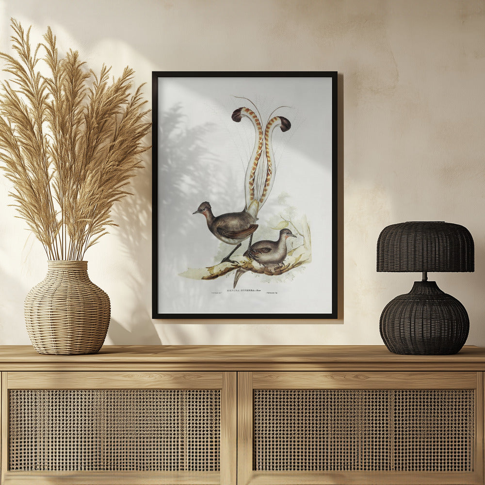 Lyre Bird Poster