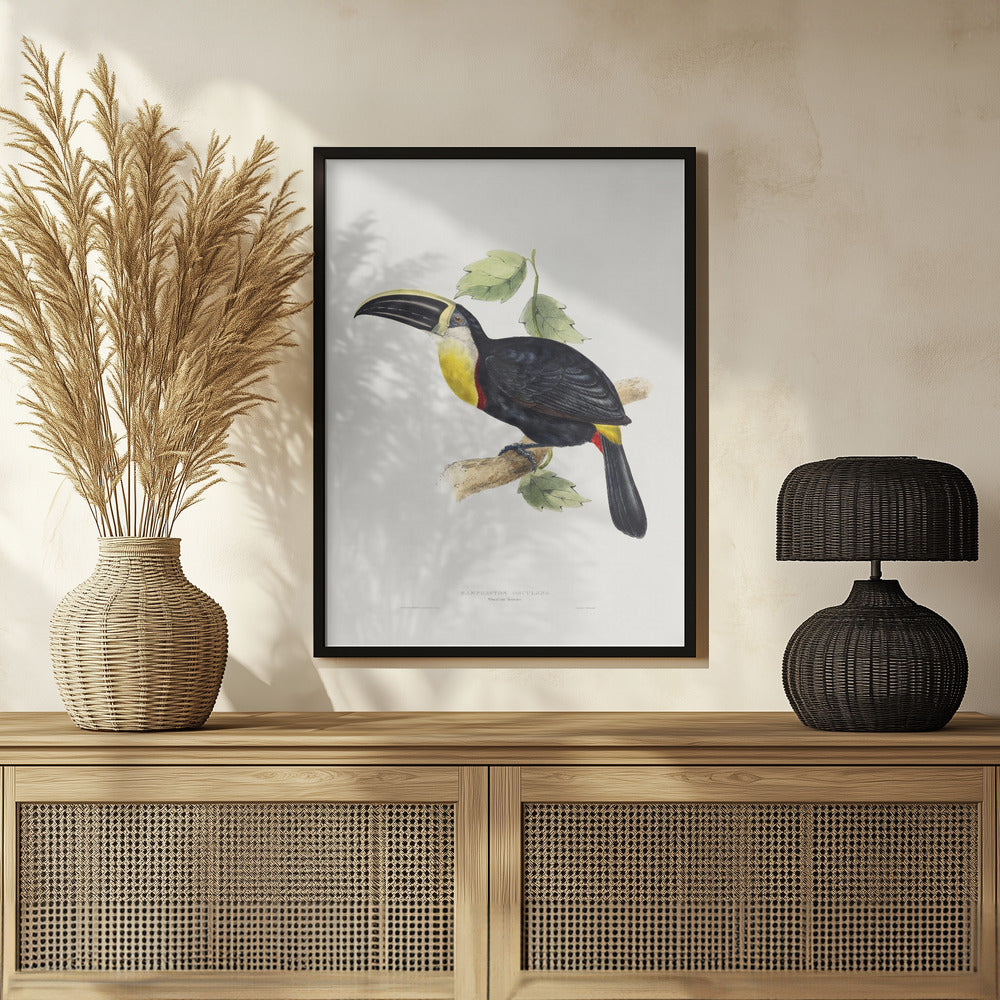 Osculant Toucan Poster