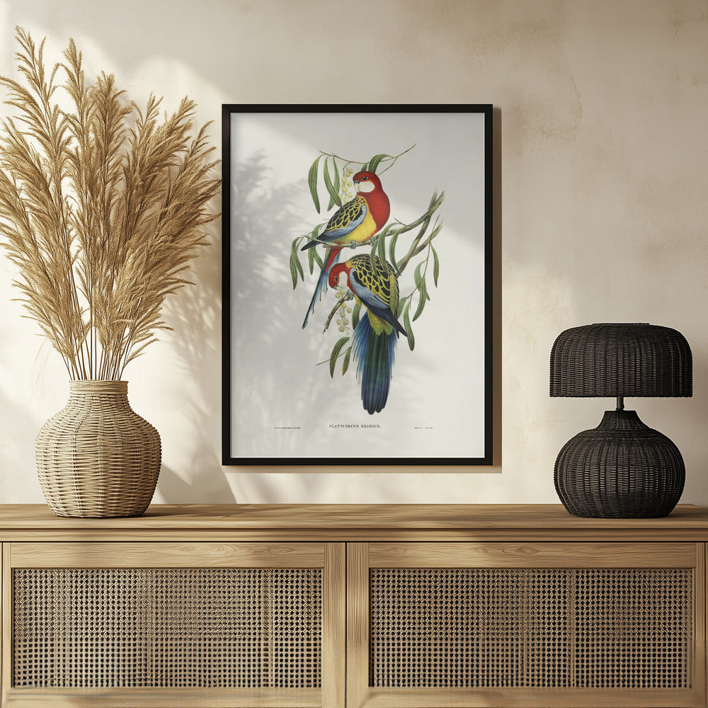 Rose Hill Parakeet Poster