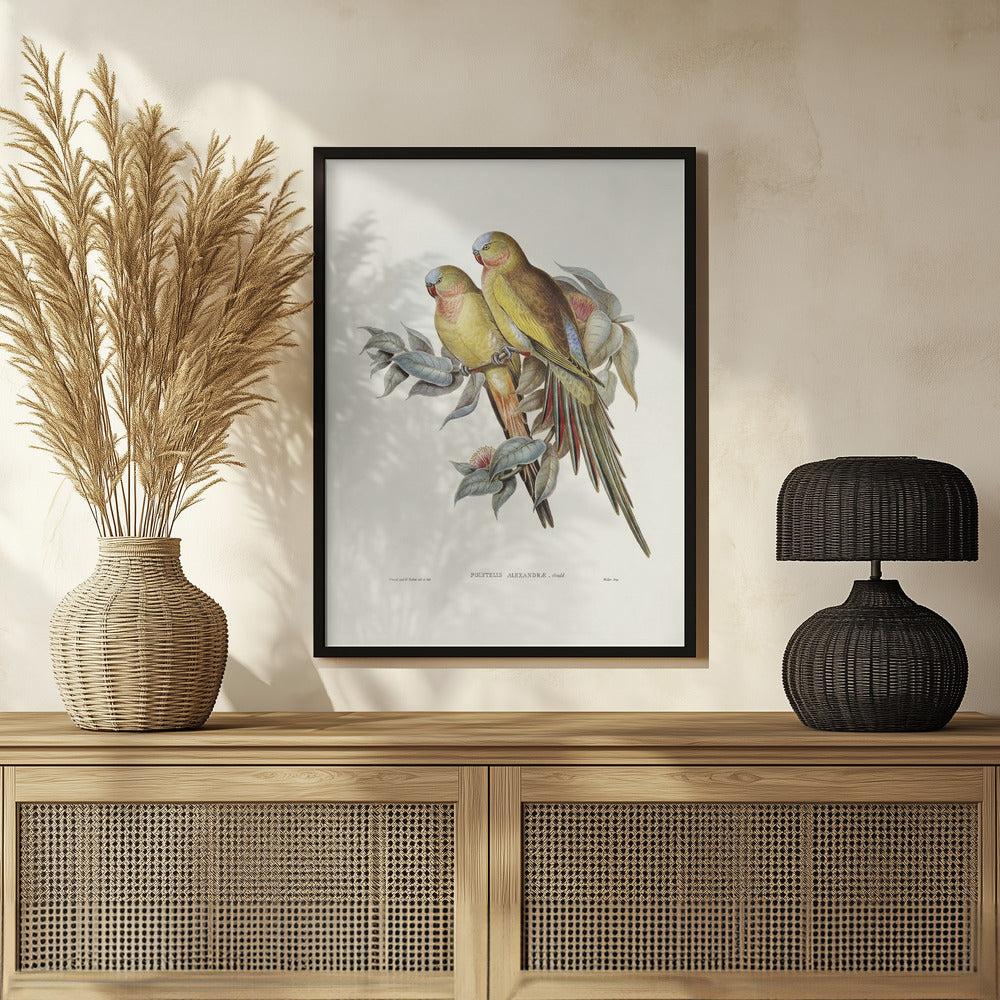 The Princess of Wales&#039;s Parakeet Poster