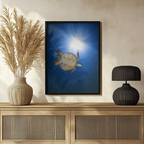 Green turtle Poster