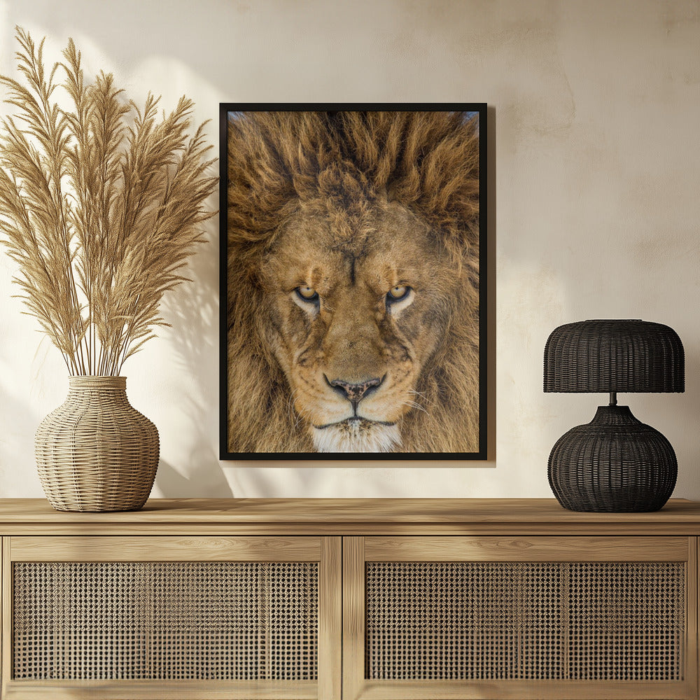 Serious Lion Poster