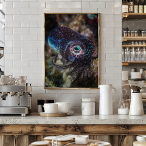 Baby cuttlefish Poster