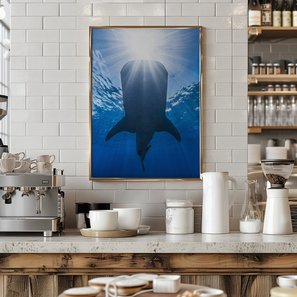 Whale shark and sun Poster