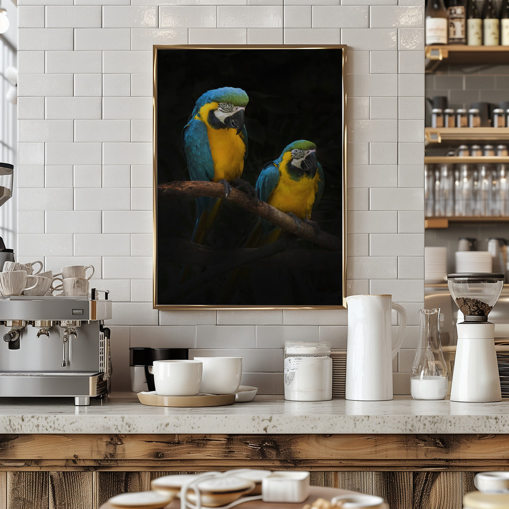 Macaw Parrots Poster