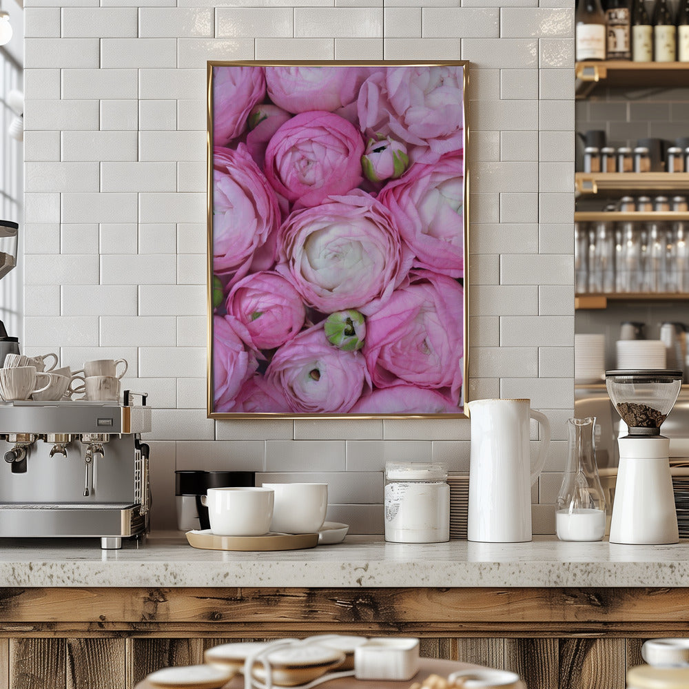 Pink ranunculus Poster