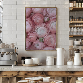 Subdued blush ranunculus Poster