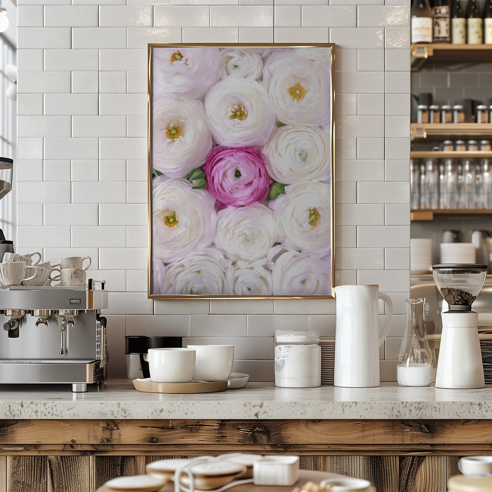 Singular ranunculus in hot pink Poster