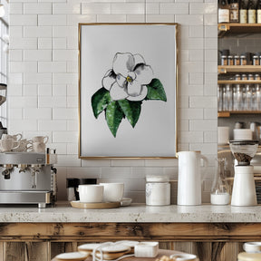 White magnolia Poster