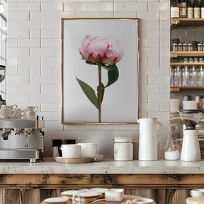 Pink peony II Poster