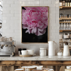 Pink peony V Poster