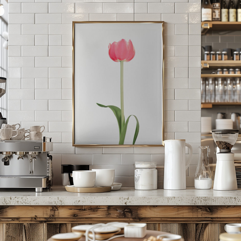 Pink tulip Poster