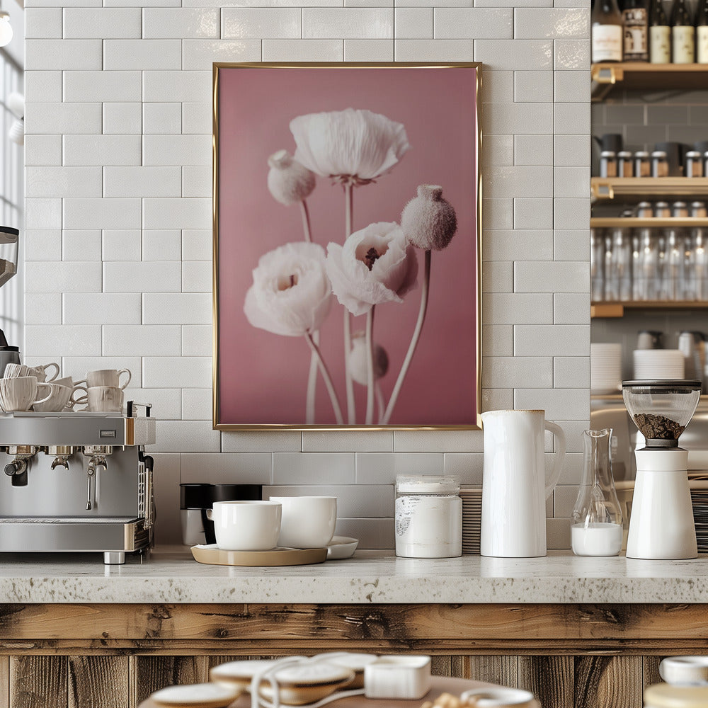 White Poppy On Pink Background Poster