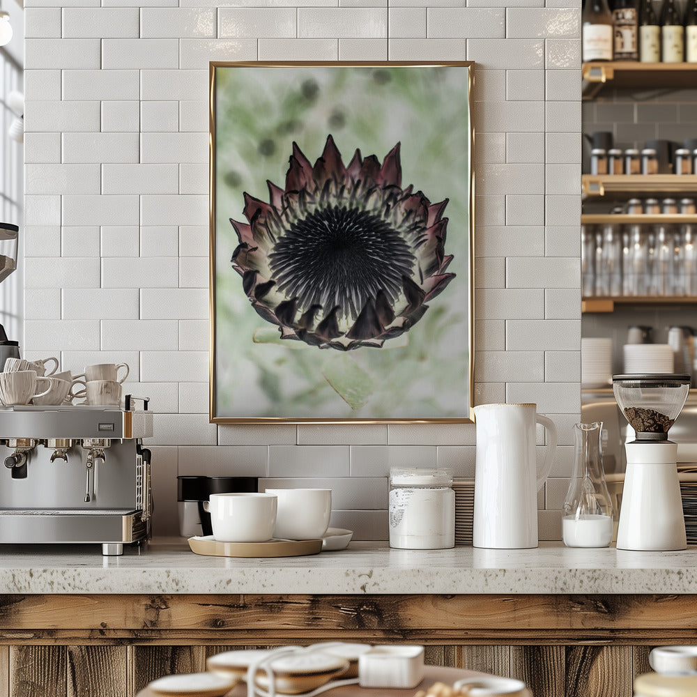 King Protea 02 Poster