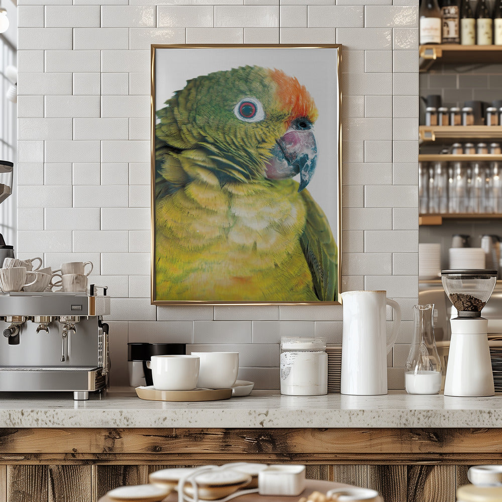 Parrot Poster