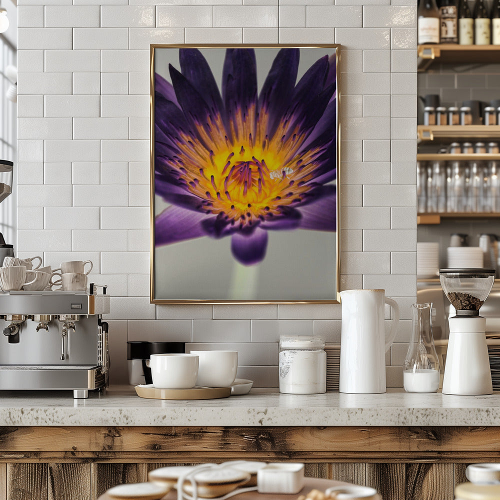 Water Lilly Poster