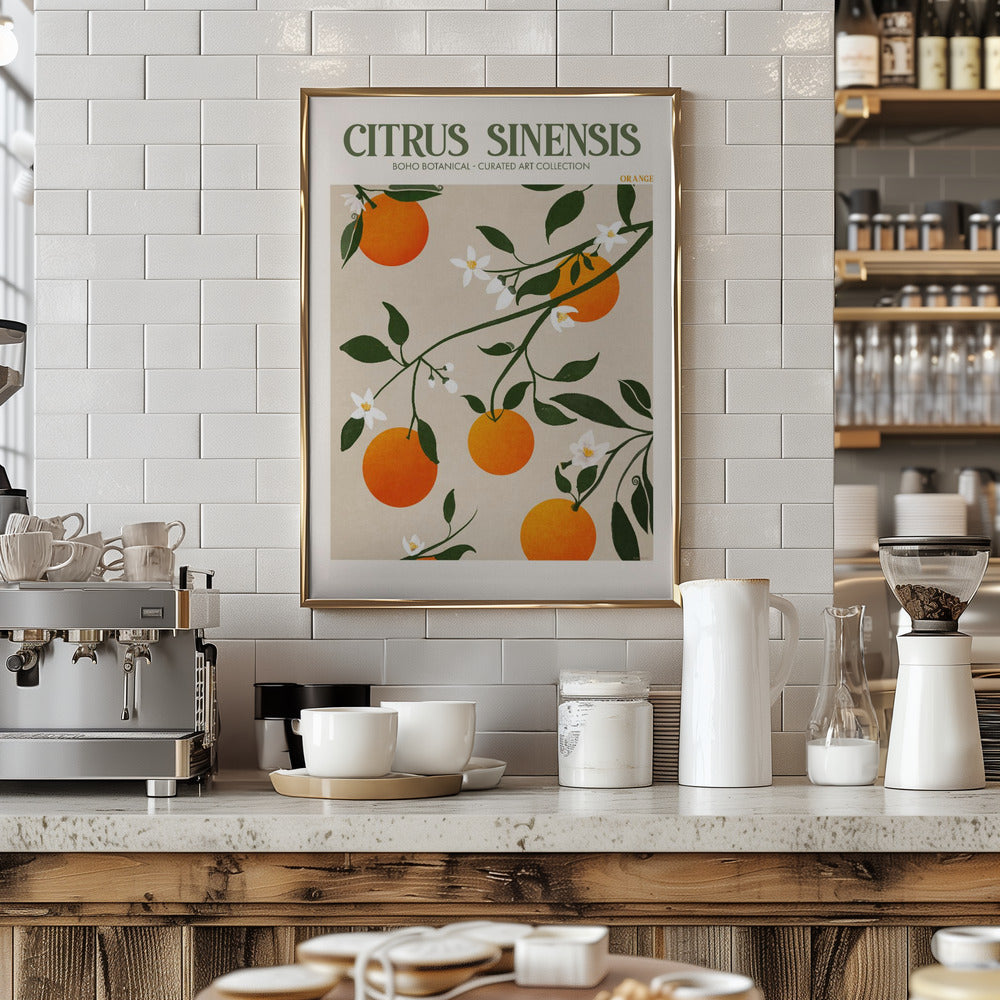 Citrus Sinensis - Orange Poster