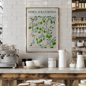 Citrus Aurantifolia - Lime Poster