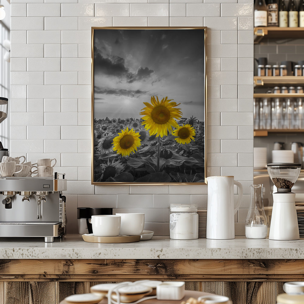 Yellow pop sunflowers Poster