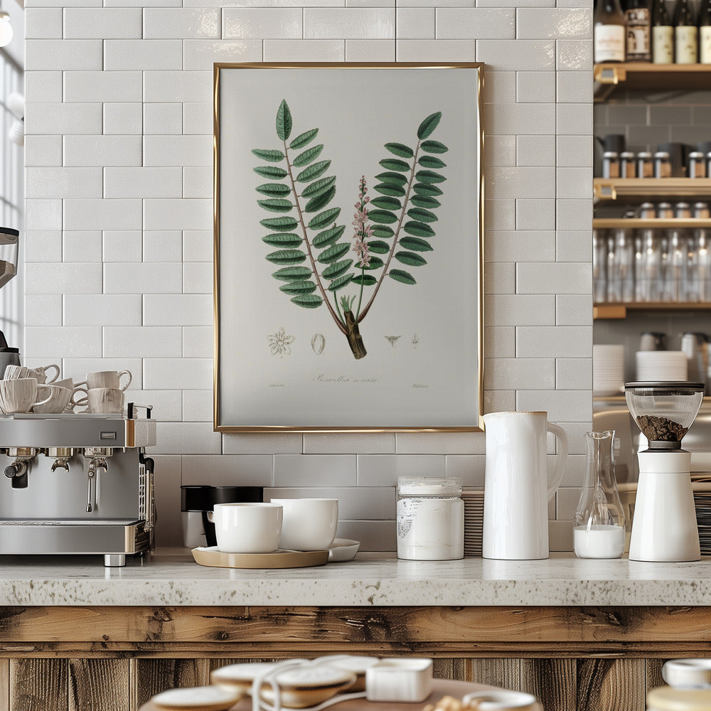 Boswellia Serrata Medical Botany Poster