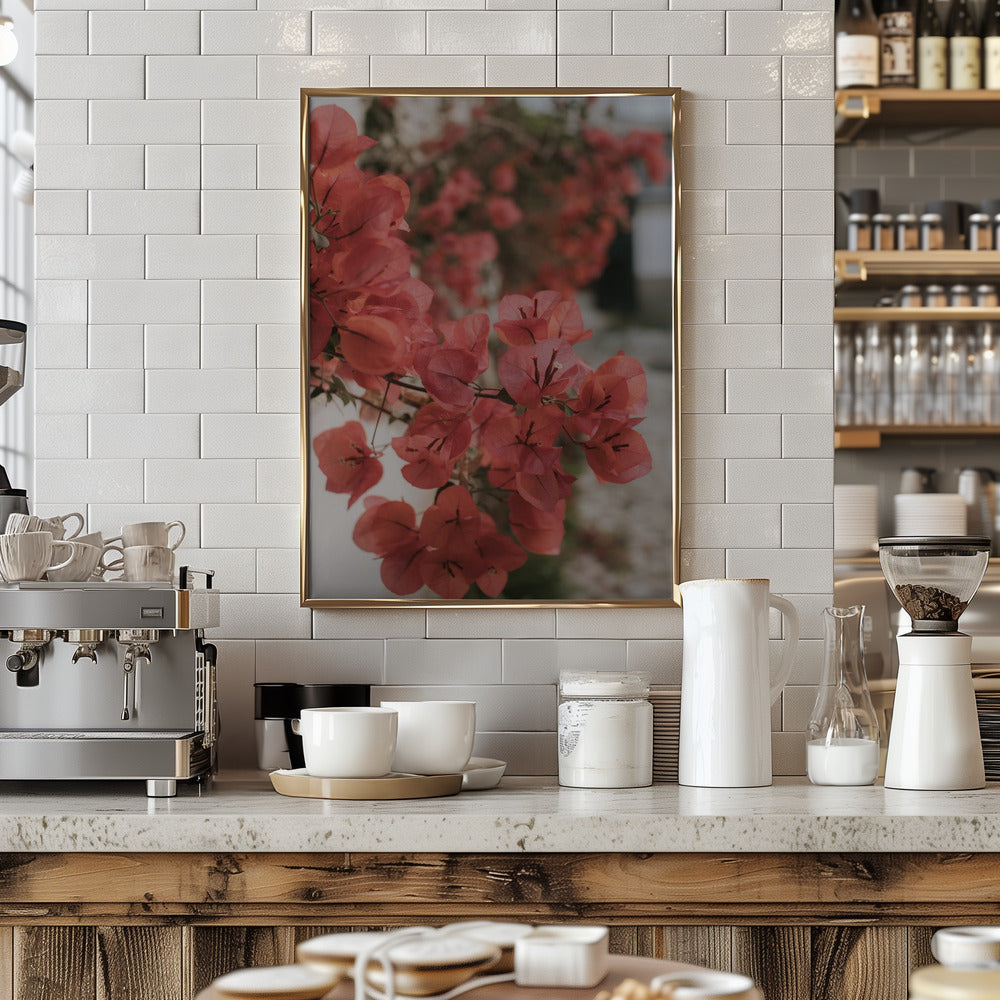 Pink Bougainvilleas Poster