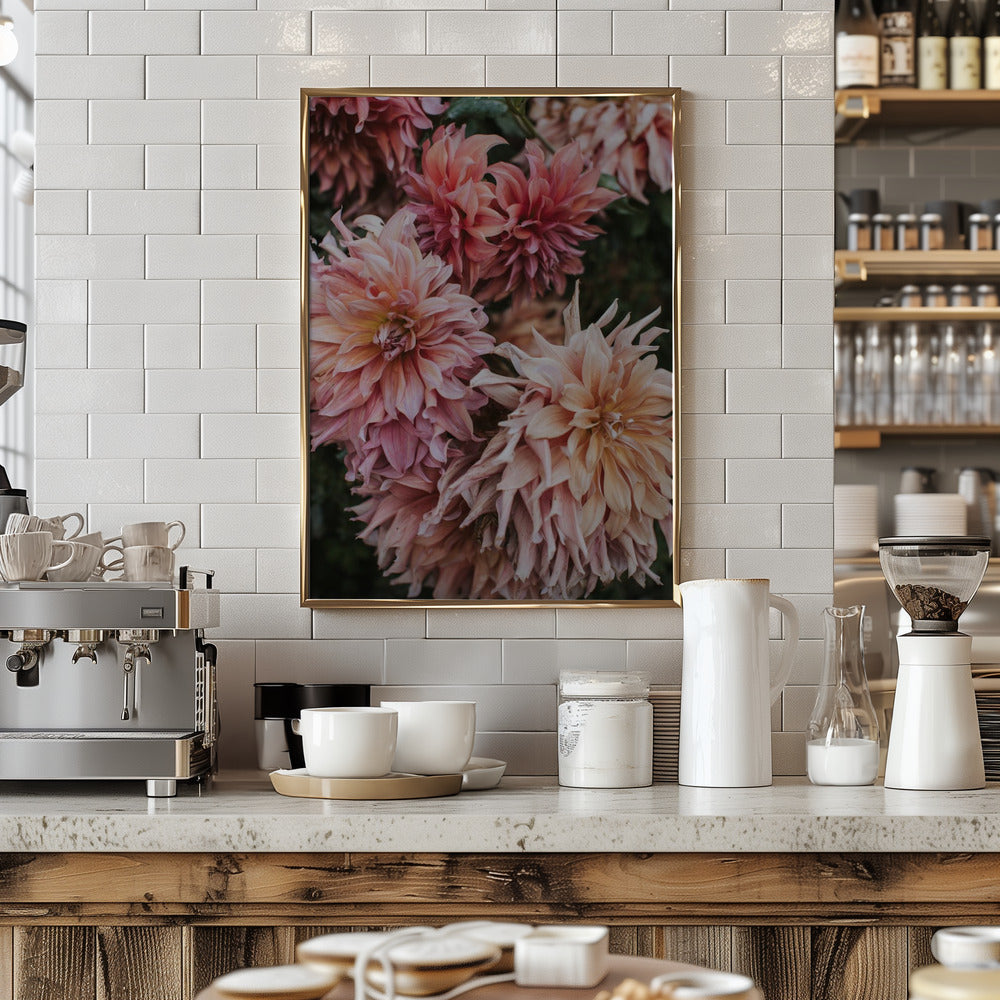 Pink Dhalias Poster