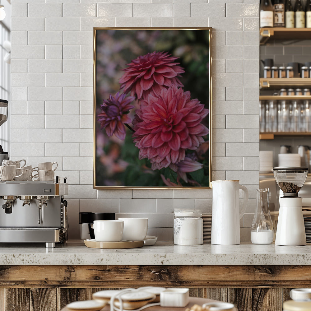 Dark Pink Dhalias Poster