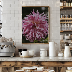 Light Pink Dhalia Poster