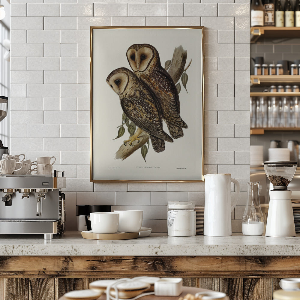 Masked Barn Owl Poster