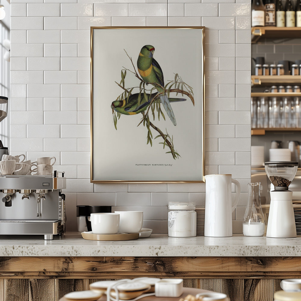 Black Tailed Parakeet Poster