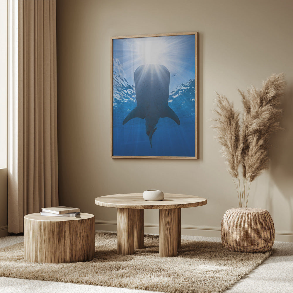 Whale shark and sun Poster