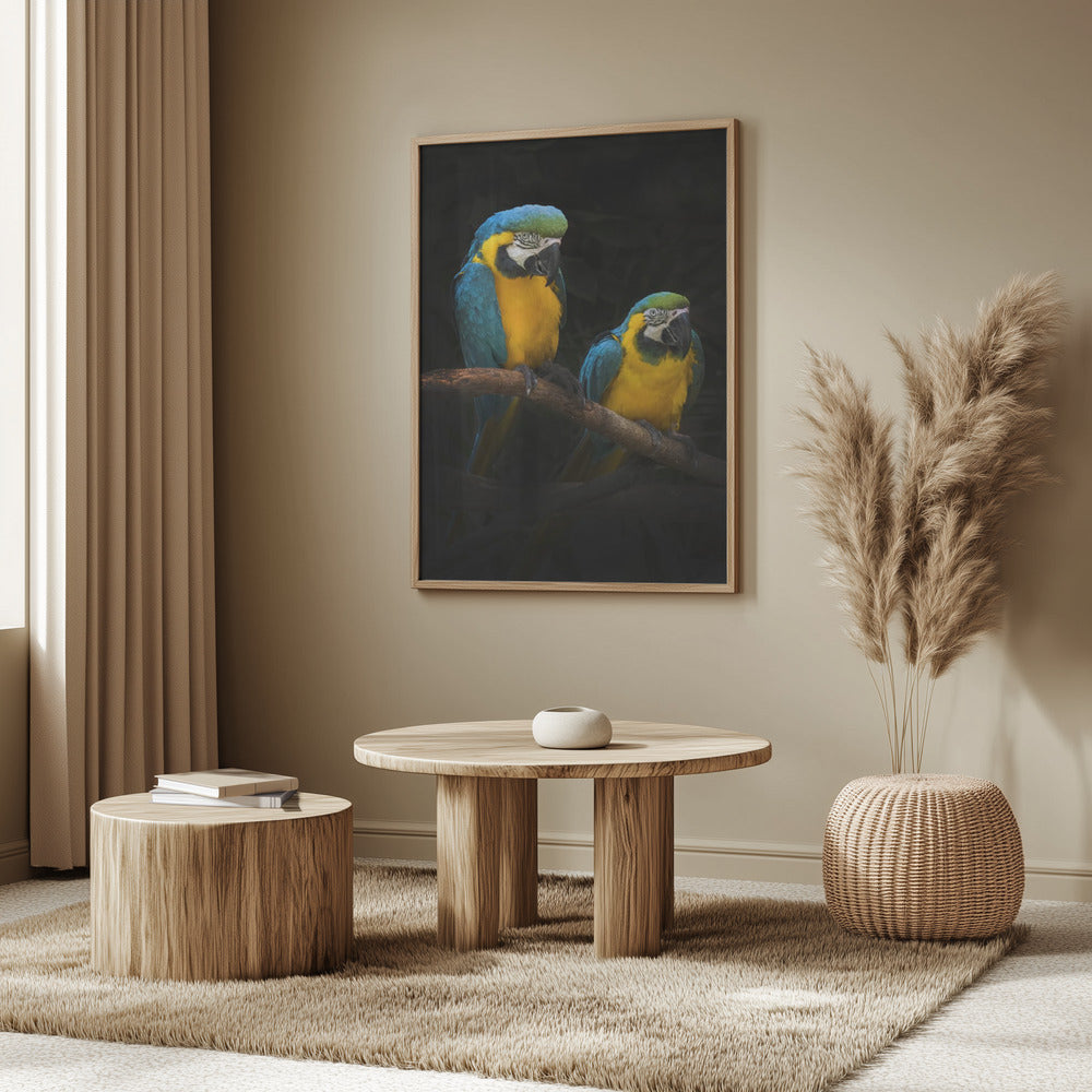 Macaw Parrots Poster