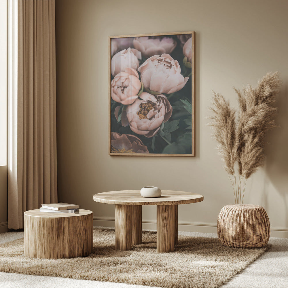 Coral Peonies Poster