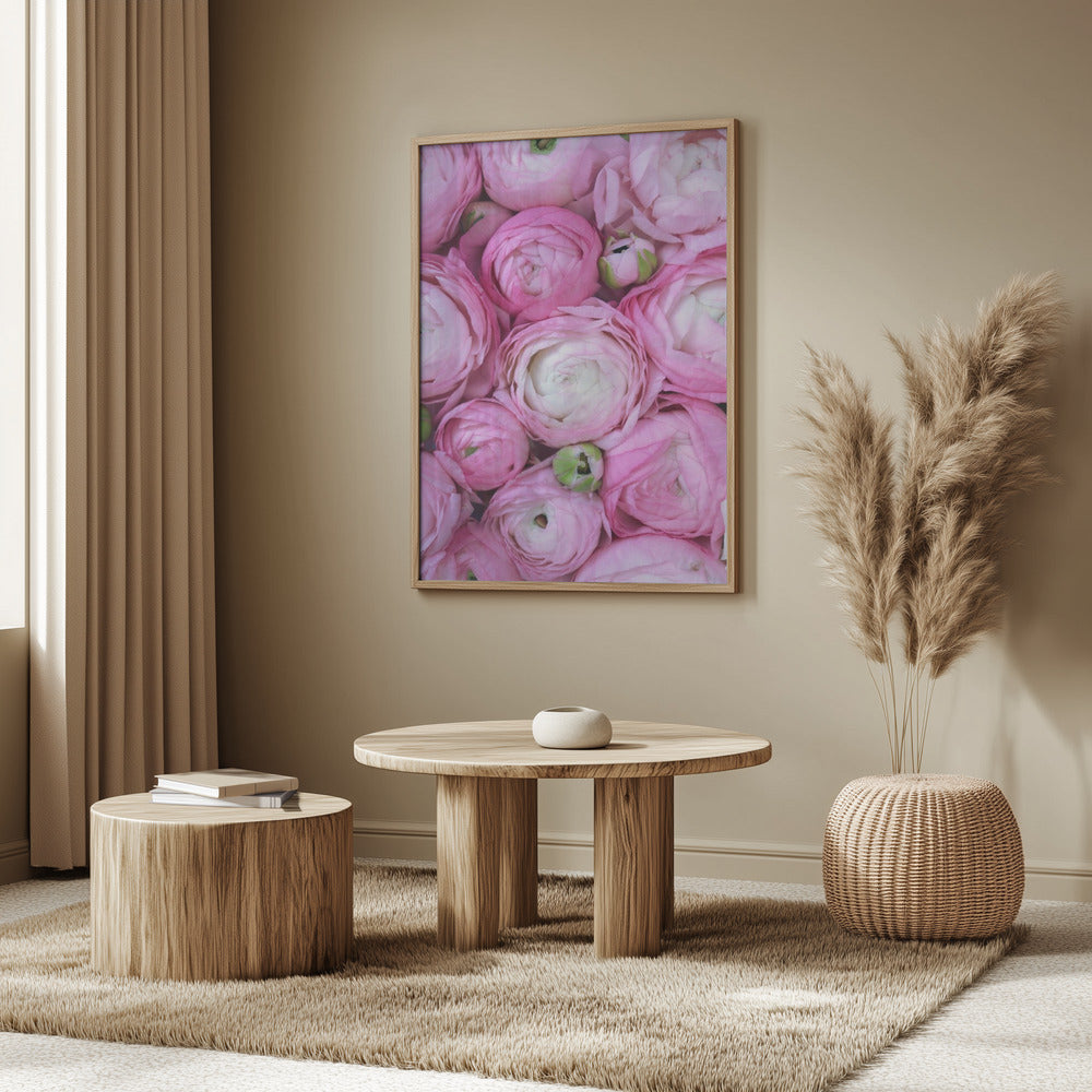 Pink ranunculus Poster