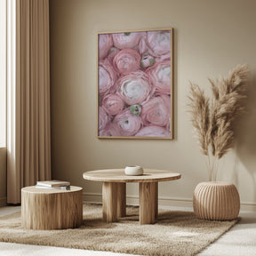 Subdued blush ranunculus Poster