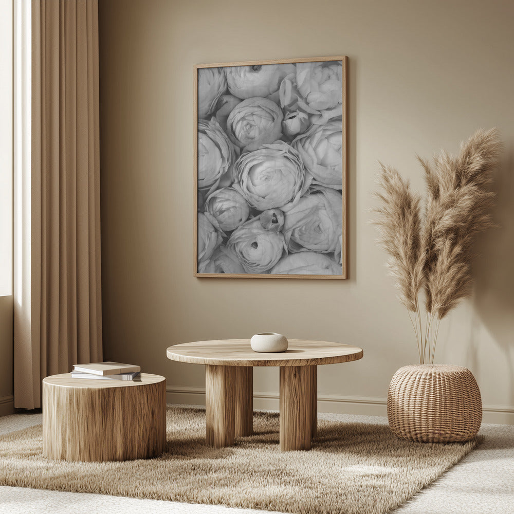 Gray ranunculus Poster