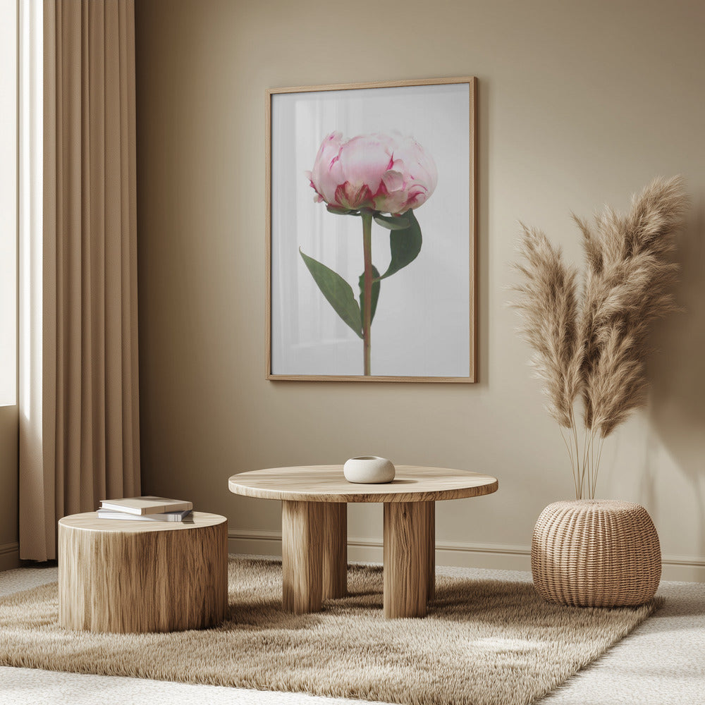 Pink peony II Poster