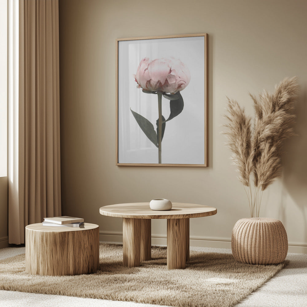 Blush peony II Poster