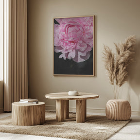 Pink peony V Poster